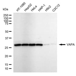 Invitrogen VAPA Recombinant Rabbit Monoclonal Antibody (24GB2580) 20 &mu;L;