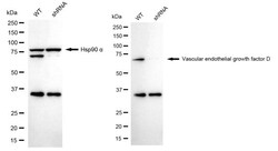 Invitrogen VEGFD Recombinant Rabbit Monoclonal Antibody (24GB1750) 100