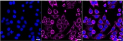 Invitrogen Versican Recombinant Rabbit Monoclonal Antibody (24GB2380):Antibodies:Primary