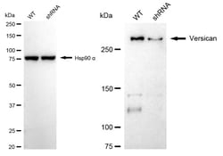 Invitrogen Versican Recombinant Rabbit Monoclonal Antibody (24GB2380):Antibodies:Primary