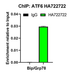 Invitrogen ATF6 Recombinant Rabbit Monoclonal Antibody (PSH06-59) 100 &mu;L;