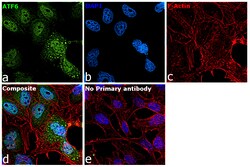 Invitrogen ATF6 Recombinant Rabbit Monoclonal Antibody (PSH06-59) 100 &mu;L;