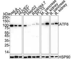 Invitrogen ATF6 Recombinant Rabbit Monoclonal Antibody (PSH06-59) 100 &mu;L;