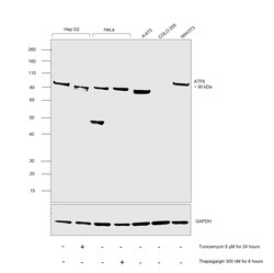 Invitrogen ATF6 Recombinant Rabbit Monoclonal Antibody (PSH06-59) 100 &mu;L;