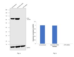Invitrogen ATF6 Recombinant Rabbit Monoclonal Antibody (PSH06-59) 100 &mu;L;