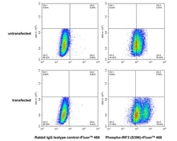 Invitrogen Phospho-IRF3 (Ser396) Recombinant Rabbit Monoclonal Antibody