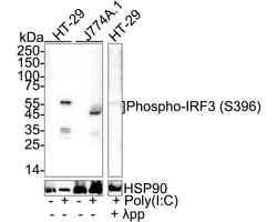 Invitrogen Phospho-IRF3 (Ser396) Recombinant Rabbit Monoclonal Antibody