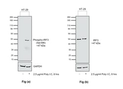 Invitrogen Phospho-IRF3 (Ser396) Recombinant Rabbit Monoclonal Antibody
