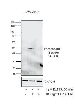 Invitrogen Phospho-IRF3 (Ser396) Recombinant Rabbit Monoclonal Antibody