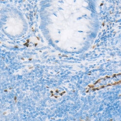 Invitrogen™ ERG Recombinant Rabbit Monoclonal Antibody (5H6X10)