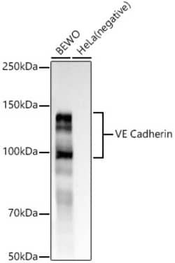 Invitrogen VE-cadherin Recombinant Rabbit Monoclonal Antibody (9W5E3) 100