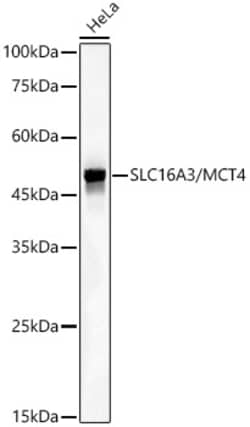 Invitrogen SLC16A3 Recombinant Rabbit Monoclonal Antibody (5X6W9) 20 &mu;L;