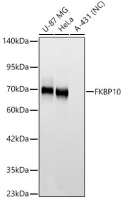 Invitrogen FKBP10 Recombinant Rabbit Monoclonal Antibody (0X3B2):Antibodies:Primary