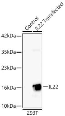 Invitrogen IL-22 Recombinant Rabbit Monoclonal Antibody (4R9J2) 100 &mu;L;