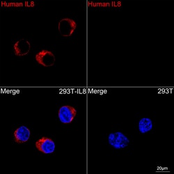 Invitrogen IL-8 (CXCL8) Recombinant Rabbit Monoclonal Antibody (0Y8J7)