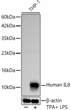 Invitrogen IL-8 (CXCL8) Recombinant Rabbit Monoclonal Antibody (0Y8J7)