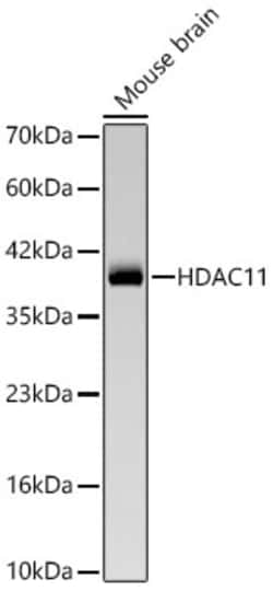 Invitrogen HDAC11 Recombinant Rabbit Monoclonal Antibody (9I4N2) 100 &mu;L;