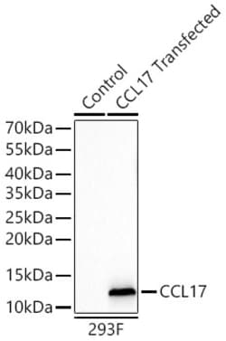 Invitrogen TARC Recombinant Rabbit Monoclonal Antibody (2F6L8):Antibodies:Primary
