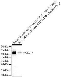 Invitrogen TARC Recombinant Rabbit Monoclonal Antibody (2F6L8) 100 &mu;L;