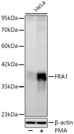 Invitrogen Fra1 Recombinant Rabbit Monoclonal Antibody (8M3Q2):Antikörper:Primärantikörper
