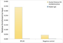 Invitrogen H4ac pan-acetyl (K5,K8,K12,K16) Recombinant Rabbit Monoclonal
