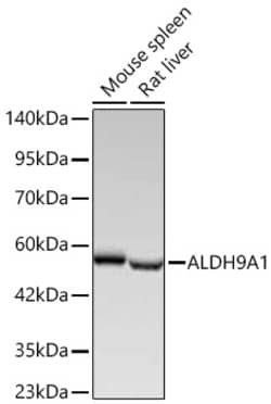 Invitrogen ALDH9A1 Recombinant Rabbit Monoclonal Antibody (6A7Q9) 20 &mu;L;