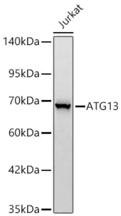 Invitrogen ATG13 Recombinant Rabbit Monoclonal Antibody (4L5P5):Antibodies:Primary