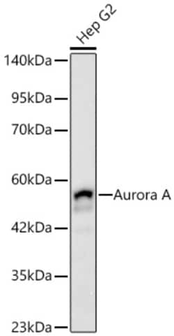 Invitrogen Aurora A Recombinant Rabbit Monoclonal Antibody (5N4G1) 100
