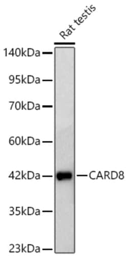 Invitrogen CARD8 Recombinant Rabbit Monoclonal Antibody (2W3A8) 100 &mu;L;