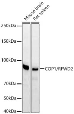 Invitrogen RFWD2 Recombinant Rabbit Monoclonal Antibody (2R8A5):Antibodies:Primary