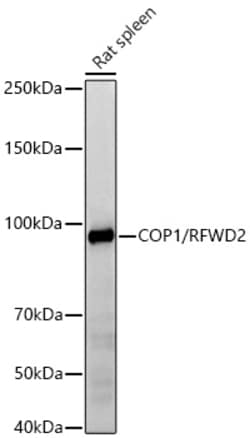 Invitrogen RFWD2 Recombinant Rabbit Monoclonal Antibody (5A0S9) 100 &mu;L;