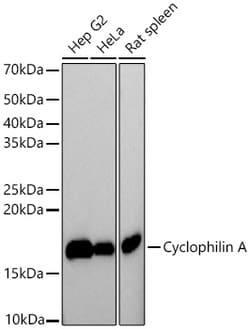 Invitrogen Cyclophilin A Recombinant Rabbit Monoclonal Antibody (4L4U4)