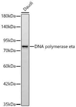 Invitrogen POLH Recombinant Rabbit Monoclonal Antibody (1Y6C10) 20 &mu;L;