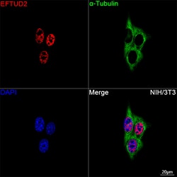 Invitrogen EFTUD2 Recombinant Rabbit Monoclonal Antibody (2Z1K3) 100 &mu;L;