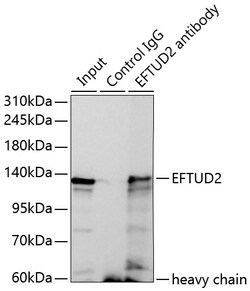 Invitrogen EFTUD2 Recombinant Rabbit Monoclonal Antibody (2Z1K3) 100 &mu;L;