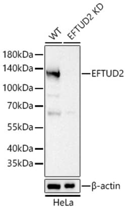 Invitrogen EFTUD2 Recombinant Rabbit Monoclonal Antibody (2Z1K3) 100 &mu;L;