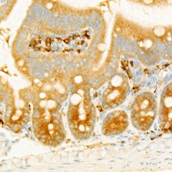 Invitrogen eIF4G Recombinant Rabbit Monoclonal Antibody (0B8X7):Antibodies:Primary