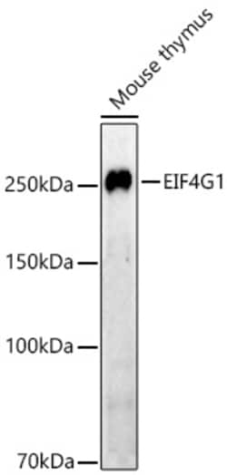 Invitrogen eIF4G Recombinant Rabbit Monoclonal Antibody (0B8X7):Antibodies:Primary