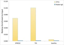 Invitrogen ETV1 Recombinant Rabbit Monoclonal Antibody (8O4N2) 100 &mu;L;