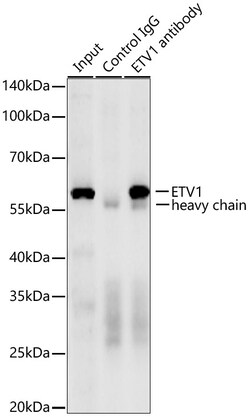 Invitrogen ETV1 Recombinant Rabbit Monoclonal Antibody (8O4N2):Antibodies:Primary