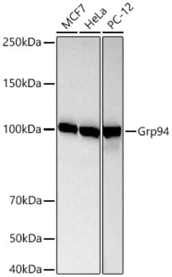 Invitrogen GRP94 Recombinant Rabbit Monoclonal Antibody (9U3N5):Antibodies:Primary