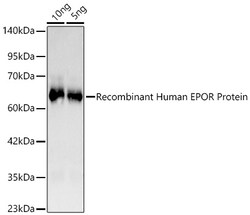 Invitrogen EpoR Recombinant Rabbit Monoclonal Antibody (4O8U2) 100 &mu;L;
