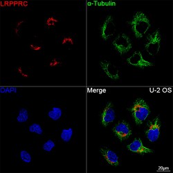 Invitrogen LRP130 Recombinant Rabbit Monoclonal Antibody (2V9I0) 100 &mu;L;