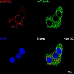 Invitrogen LRP130 Recombinant Rabbit Monoclonal Antibody (2V9I0) 100 &mu;L;
