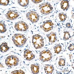 Invitrogen LRP130 Recombinant Rabbit Monoclonal Antibody (2V9I0) 100 &mu;L;