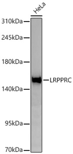 Invitrogen LRP130 Recombinant Rabbit Monoclonal Antibody (2V9I0) 100 &mu;L;