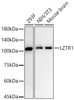 Invitrogen LZTR1 Recombinant Rabbit Monoclonal Antibody (6C9D4):Antibodies:Primary