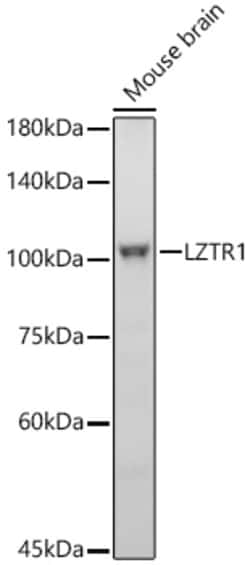 Invitrogen LZTR1 Recombinant Rabbit Monoclonal Antibody (1P0U1):Antibodies:Primary