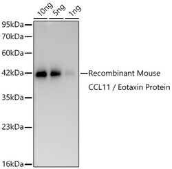 Invitrogen Eotaxin Recombinant Rabbit Monoclonal Antibody (0Z5K4) 20 &mu;L;