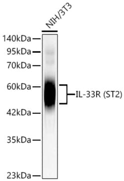 Invitrogen ST2 Recombinant Rabbit Monoclonal Antibody (10L0B1):Antikörper:Primärantikörper